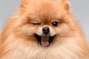 השגחה על כלבים - איך נהיה רגועים שהכלבים שלנו תחת השגחה מקצועית במלונות המיוחדים לכלבים?